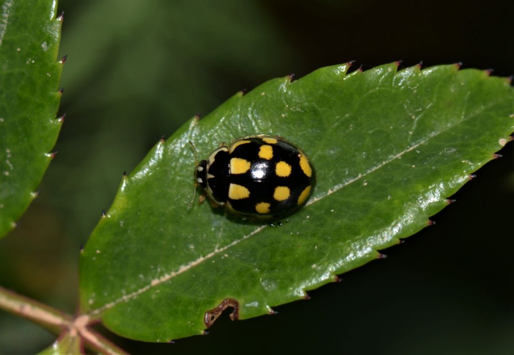 Coccinella da ID.:  Propylea quatuordecimpunctata